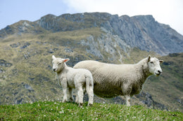 Obstetrícia animal: crianças da primavera